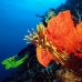 sponge_orange_sr_v_0705_png0201.jpg
